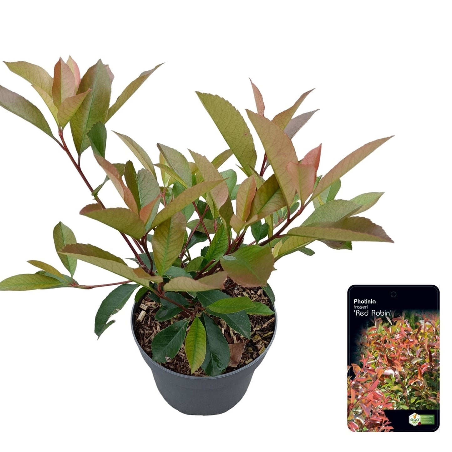 Photinia fra. Red Robin 25cm 17cm Pot