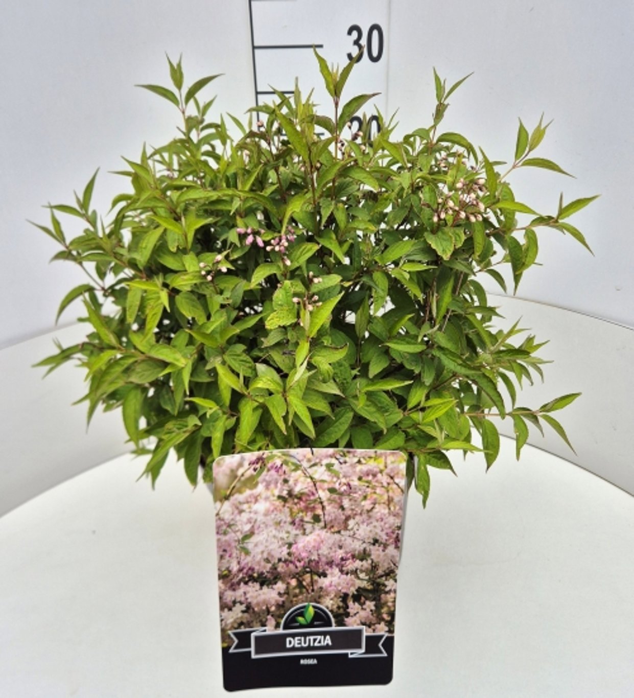 Deutzia rosea 50cm 28cm Pot