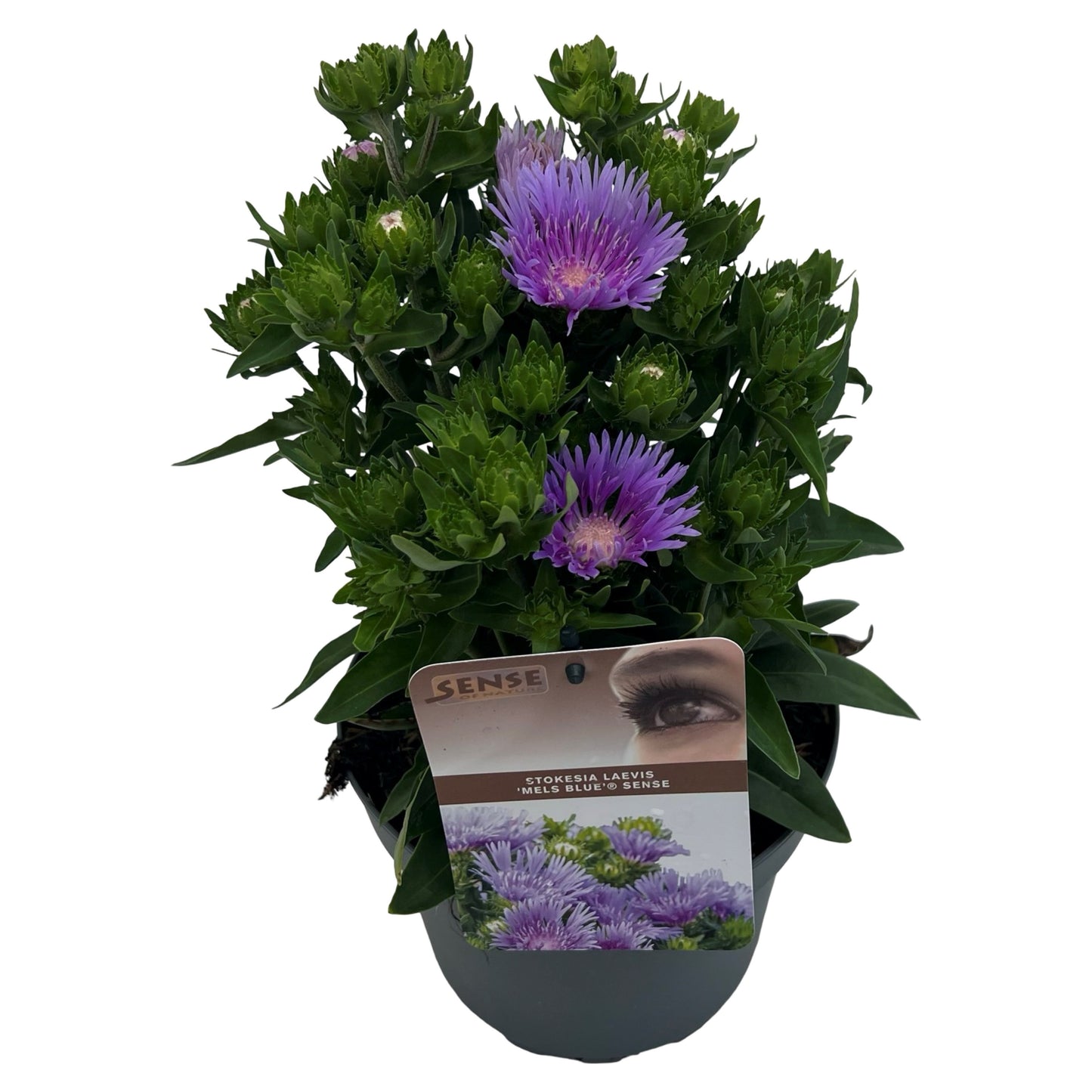 Stokesia lae. Mel's Blue 30cm 19cm Pot
