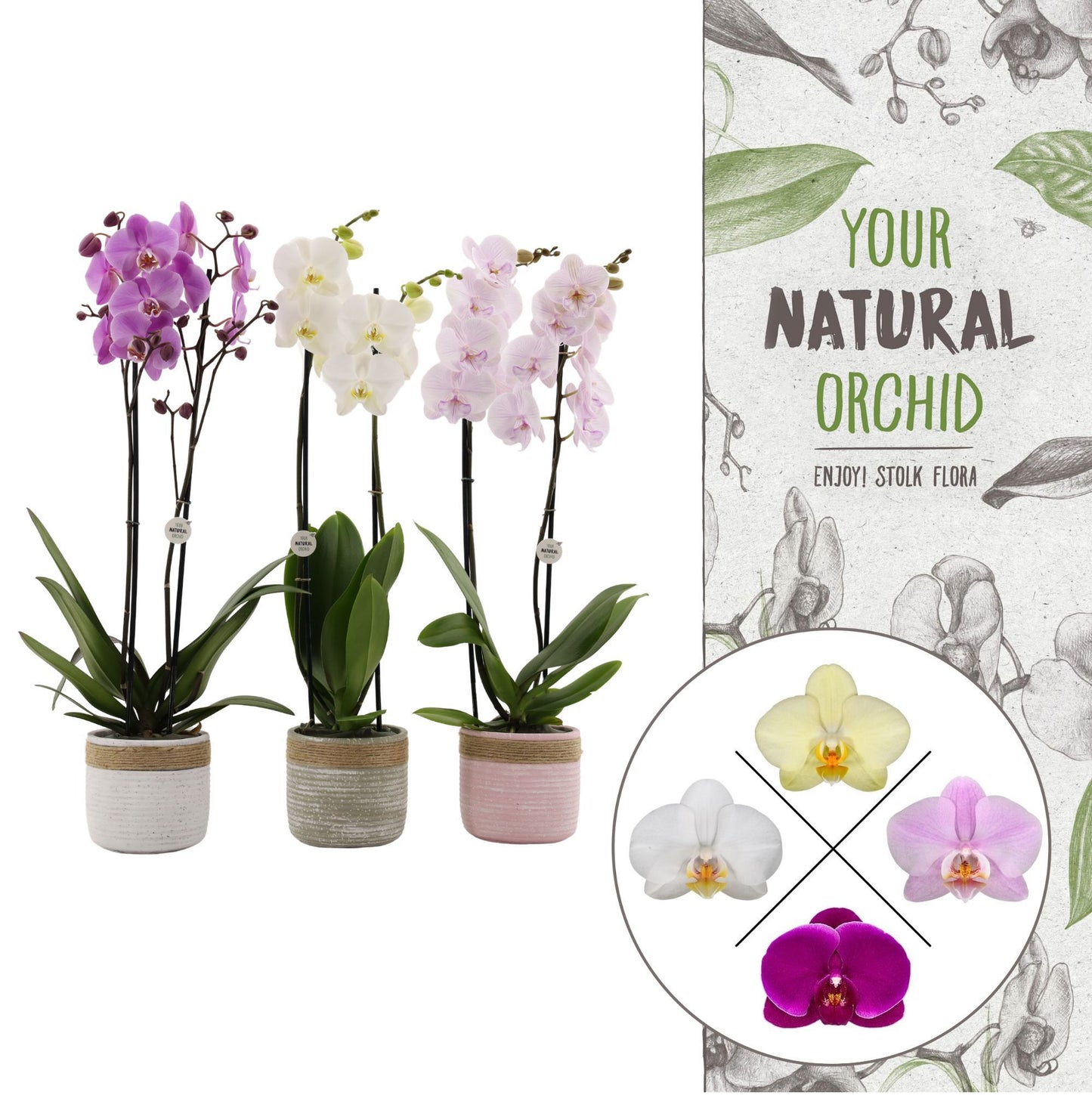 Phalaenopsis mix 60cm 12cm Pot