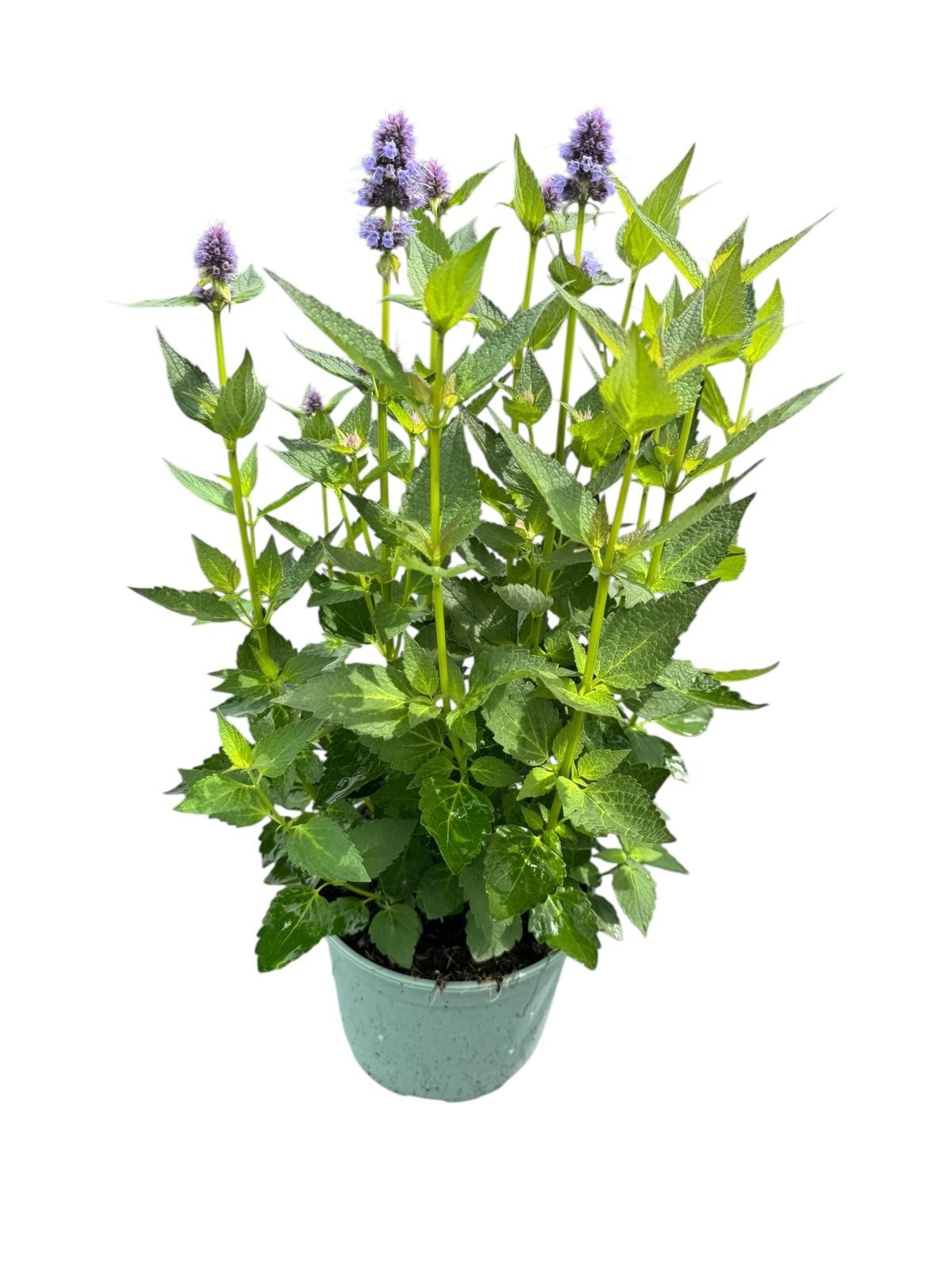 Agastache Hybrid 50cm 17cm Pot