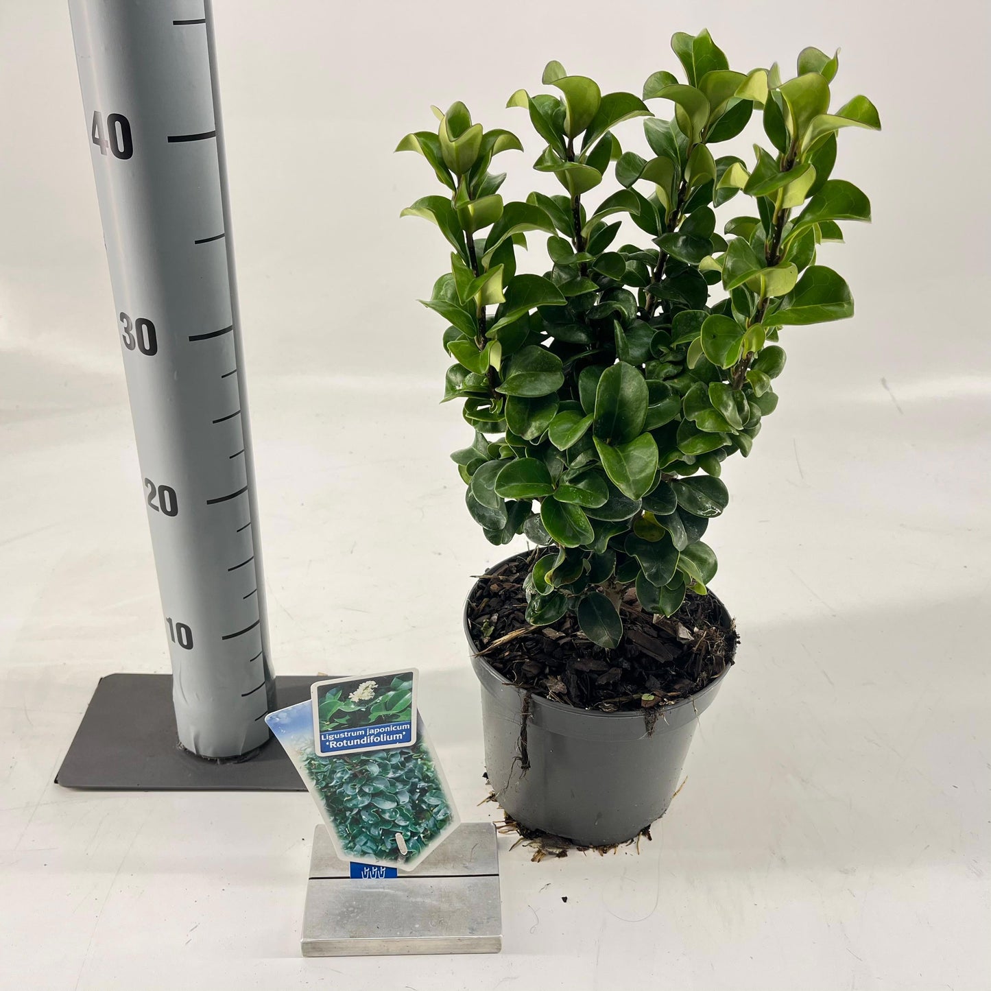 Ligustrum Rotundifolium 35cm 17cm Pot