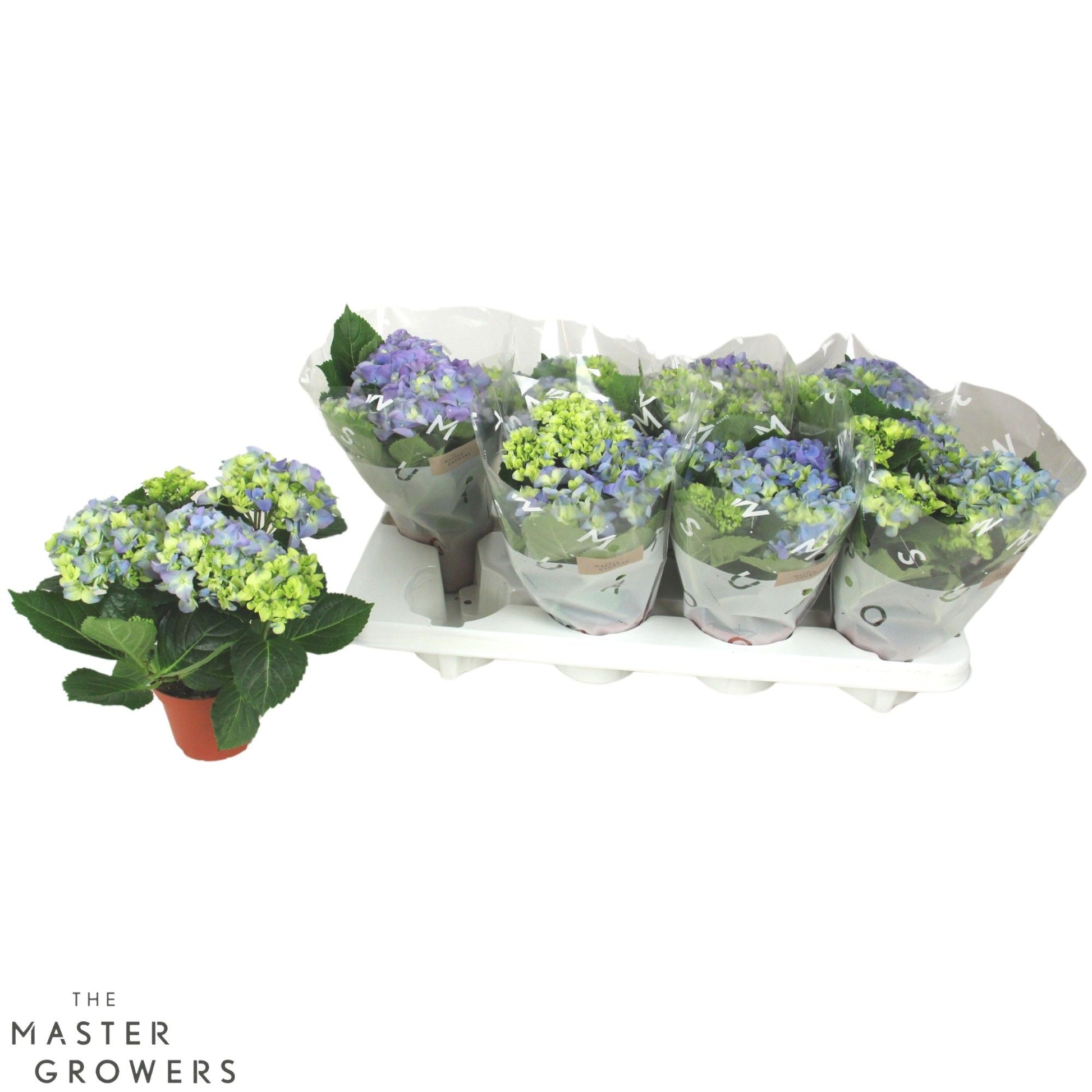Hydrangea macr. blue 22cm 10cm Pot