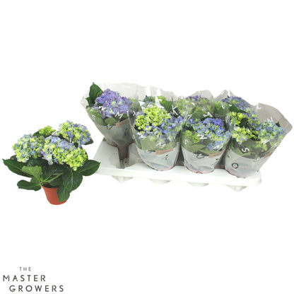 Hydrangea macr. blue 22cm 10cm Pot