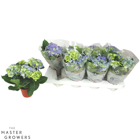 Hydrangea macr. blue 22cm 10cm Pot