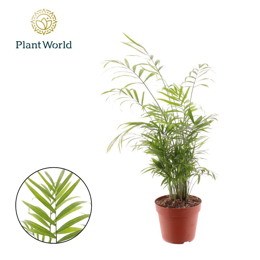 Chamaedorea elegans 55cm 14cm Pot