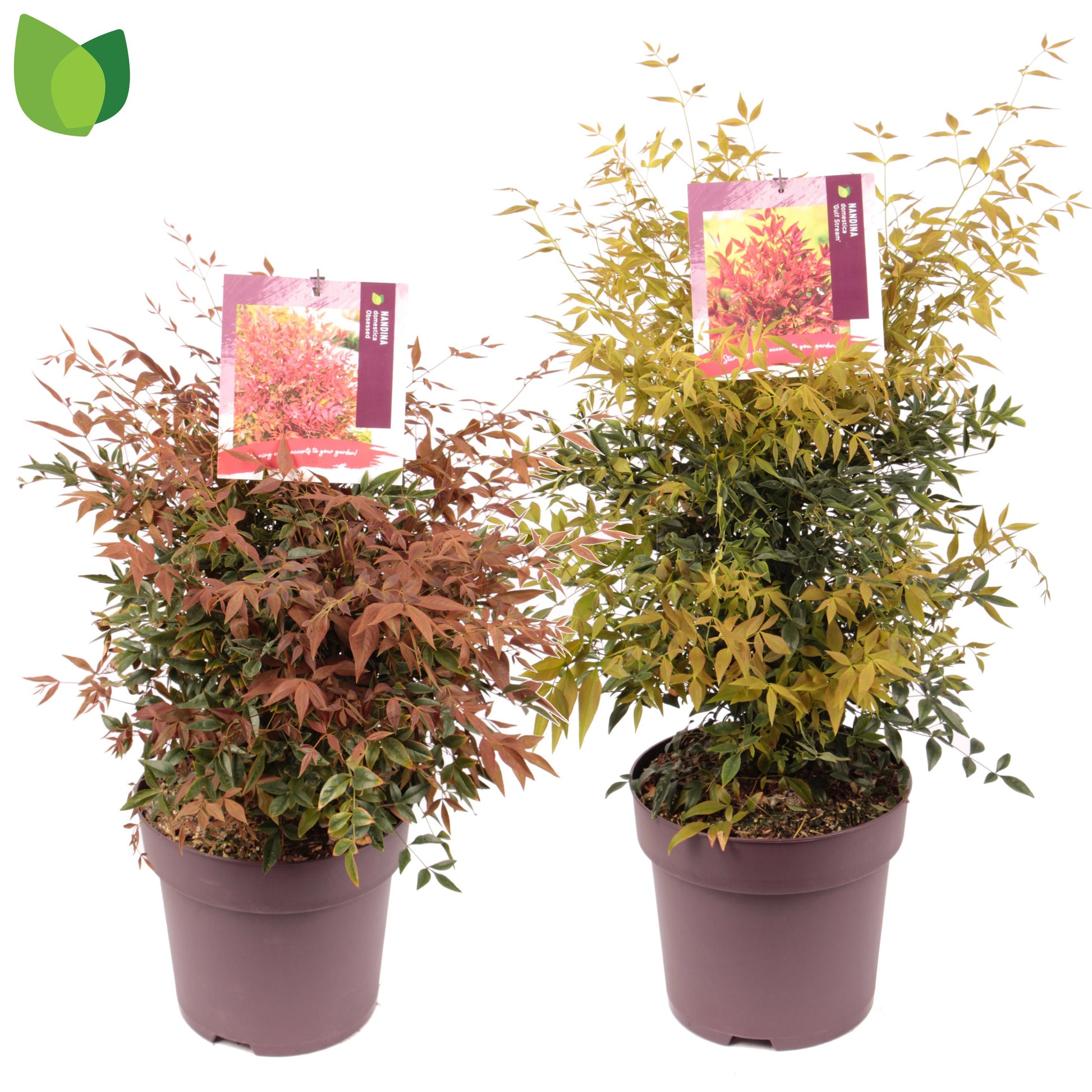 Nandina domestica 65cm 29cm Pot