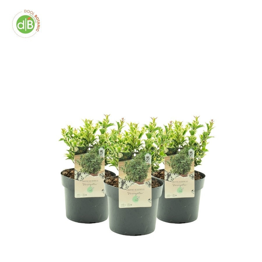 Osmanthus burkwoodii 35cm 19cm Pot