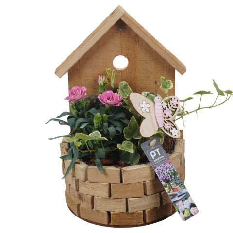 PTPP6989 Arrangementen Perkplanten 27cm 17cm Pot
