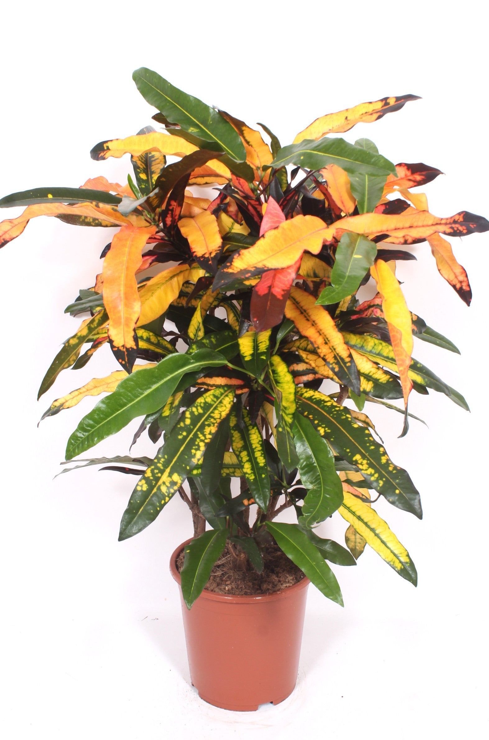Codiaeum Mango 110cm 27cm Pot