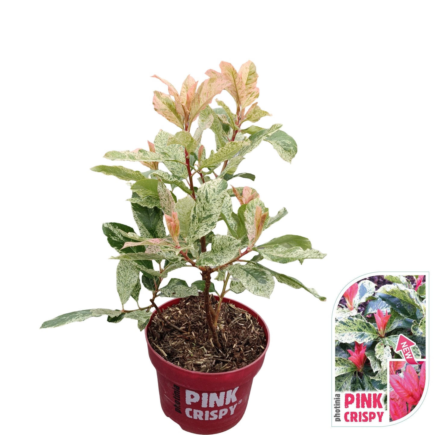 Photinia Pink Crispy 45cm 23cm Pot