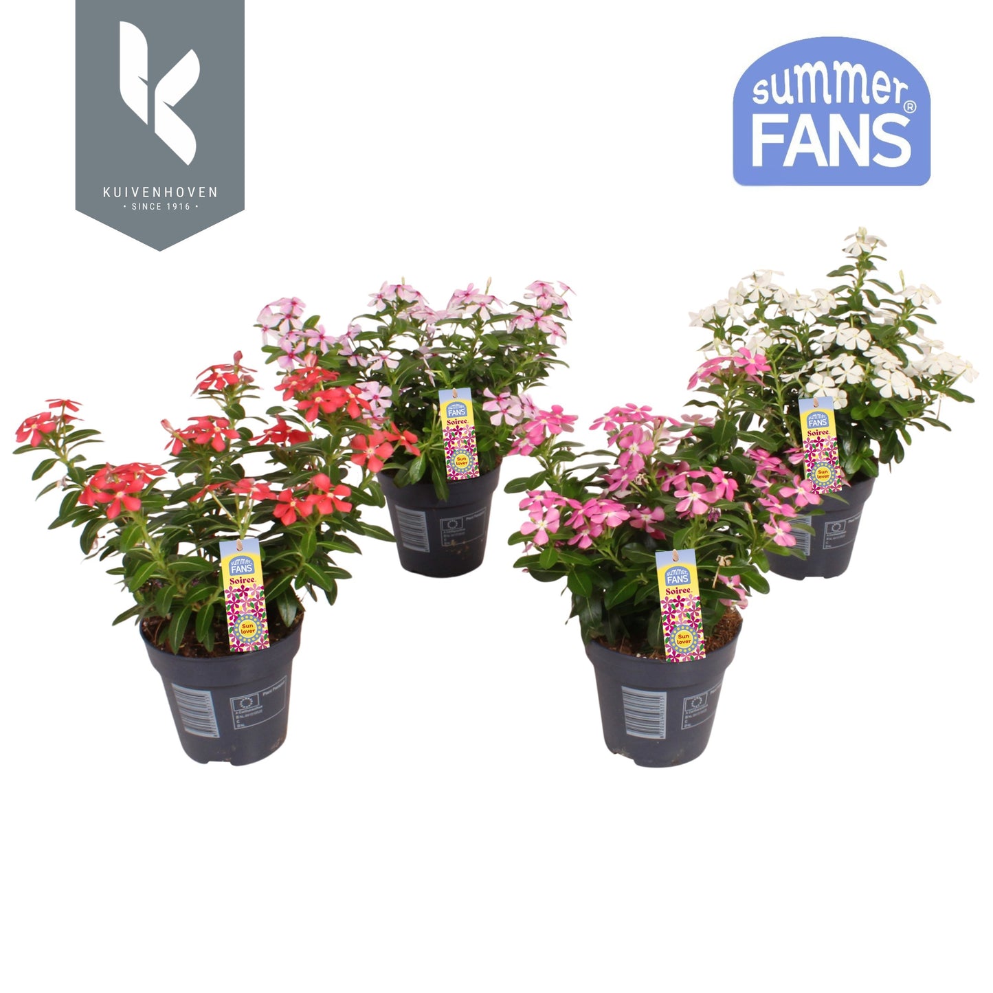 Catharanthus Soirée Mix 22cm 510cm Pot
