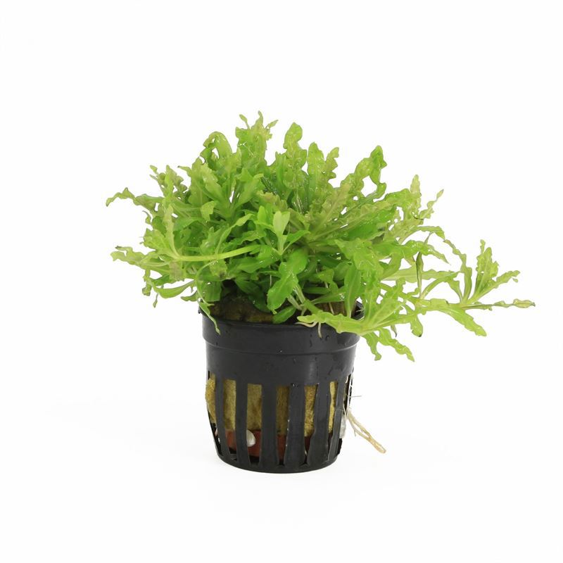 Pogostemon helferi 10cm 5cm Pot