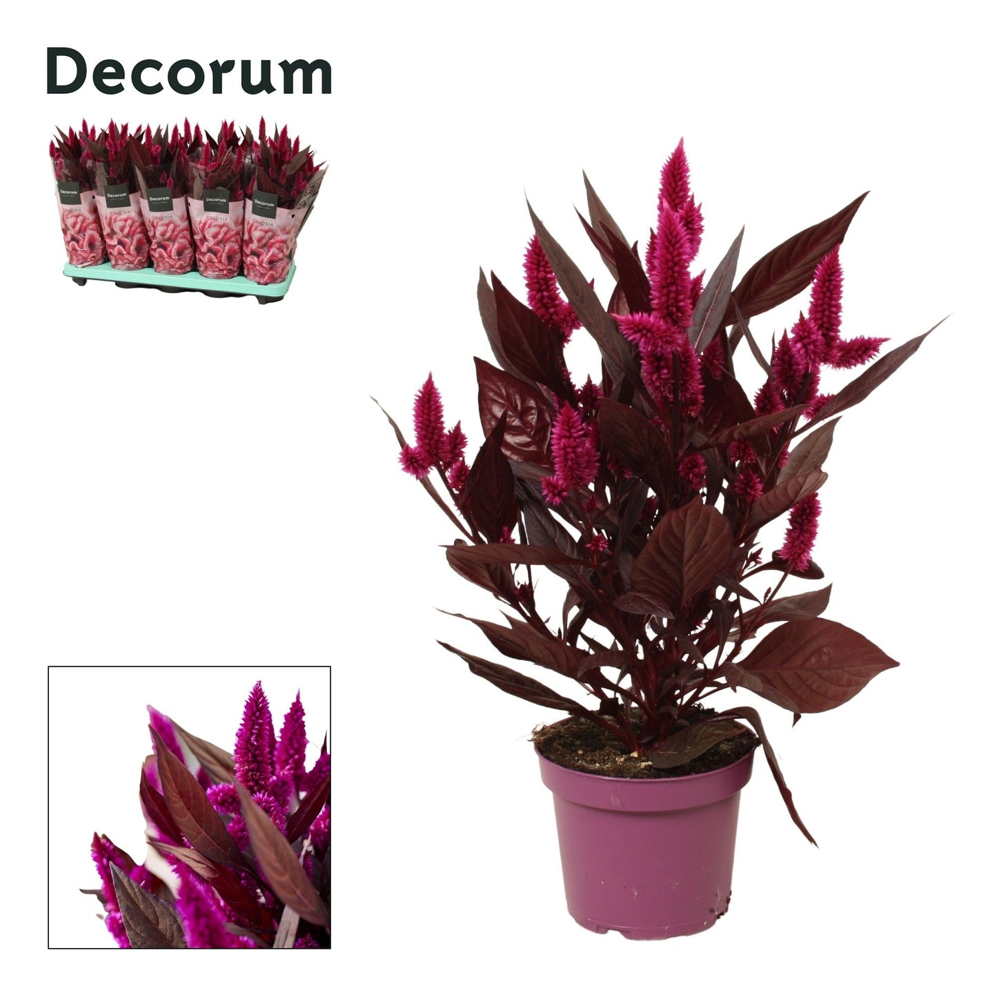 Celosia Mystic Shades 35cm 12cm Pot