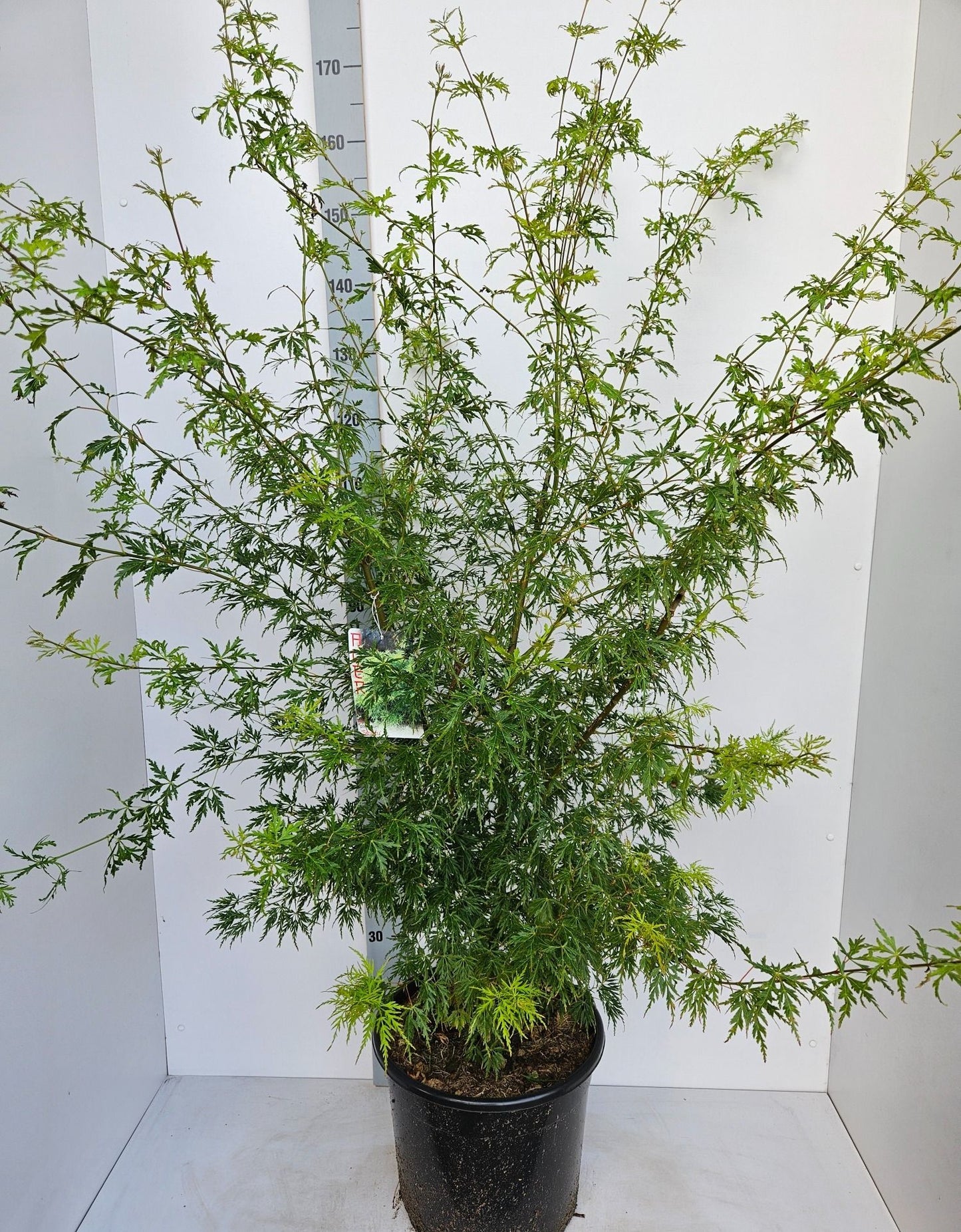 Acer Seiryu 170cm 36cm Pot