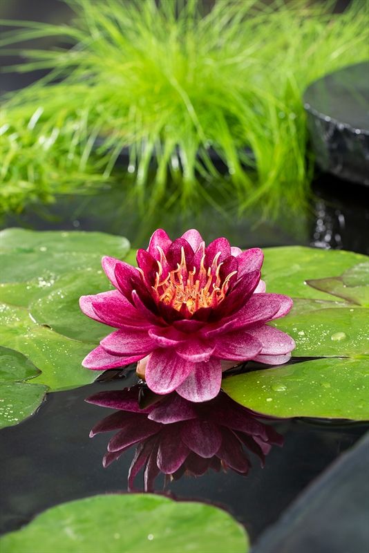 Nymphaea Perry Almost Black 30cm 11cm Pot