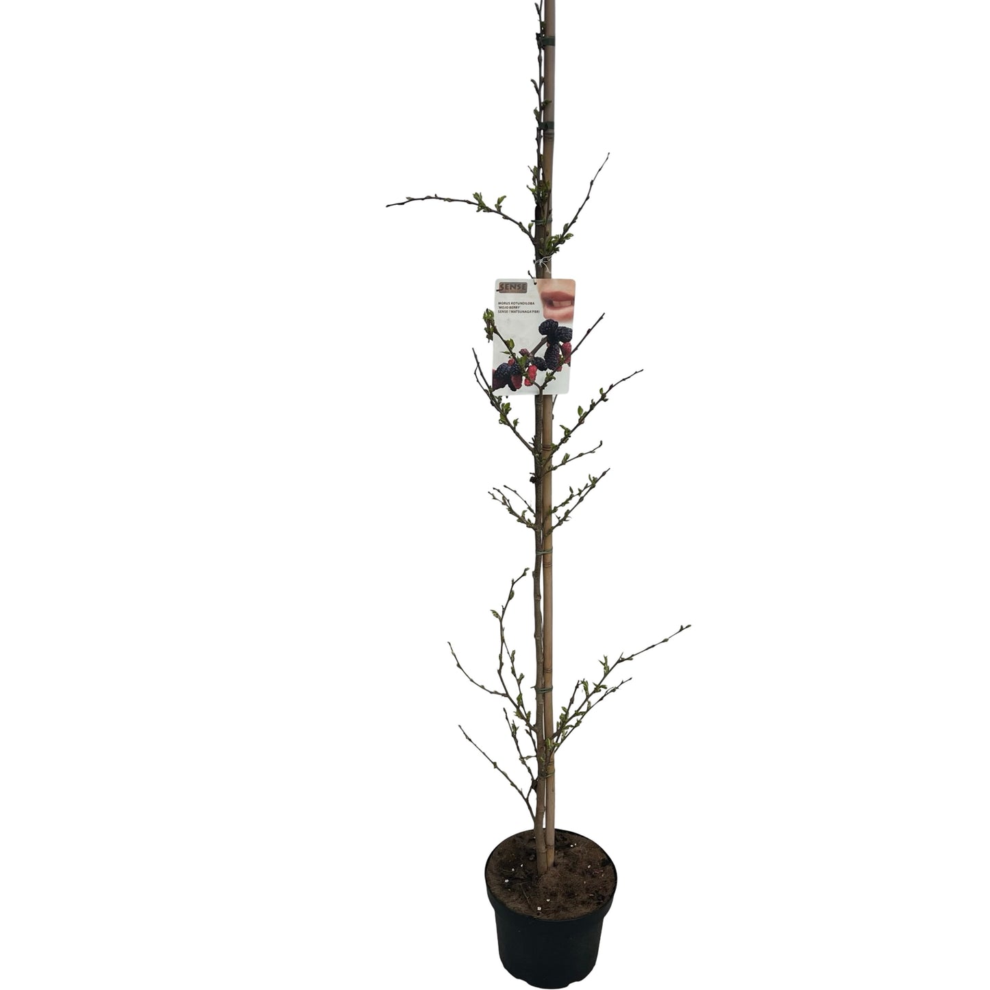 Morus Mojo Berry 180cm 27cm Pot