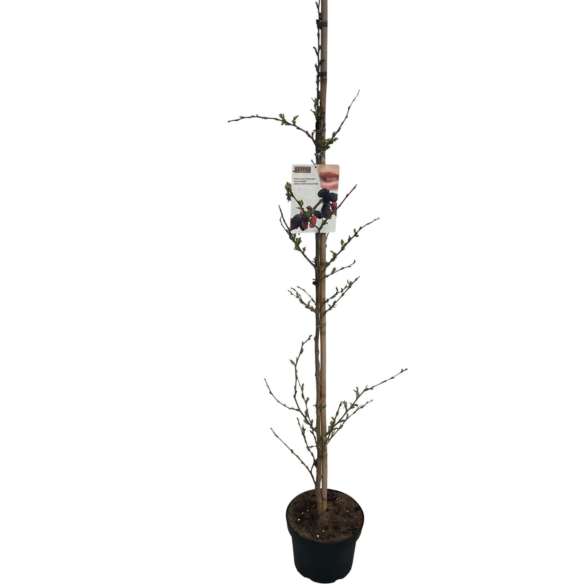Morus Mojo Berry 180cm 27cm Pot