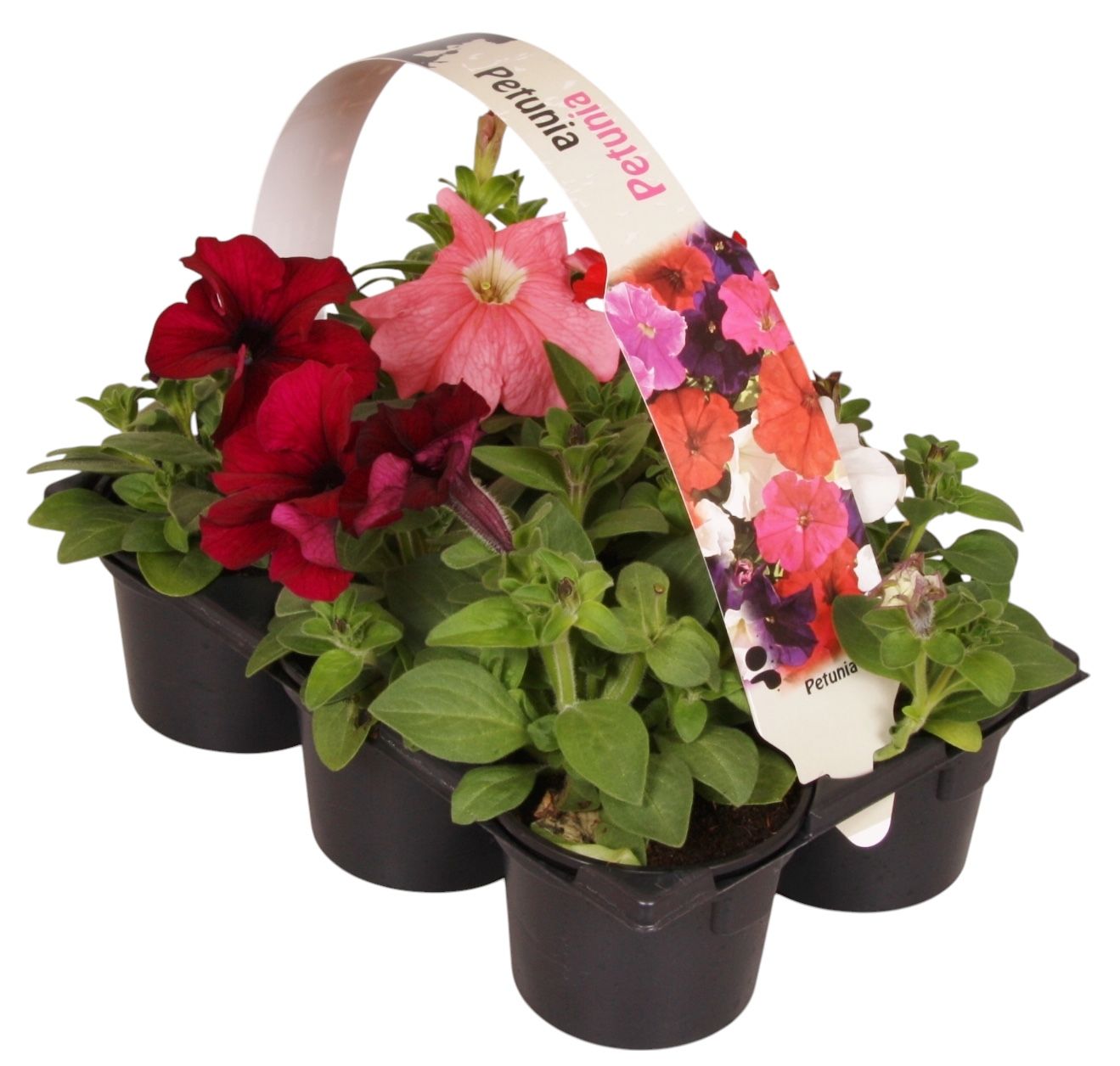 Petunia mix 15cm 9cm Pot