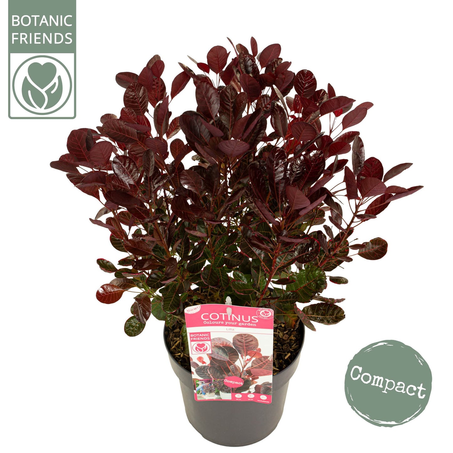 Cotinus cog. Lilla 50cm 19cm Pot