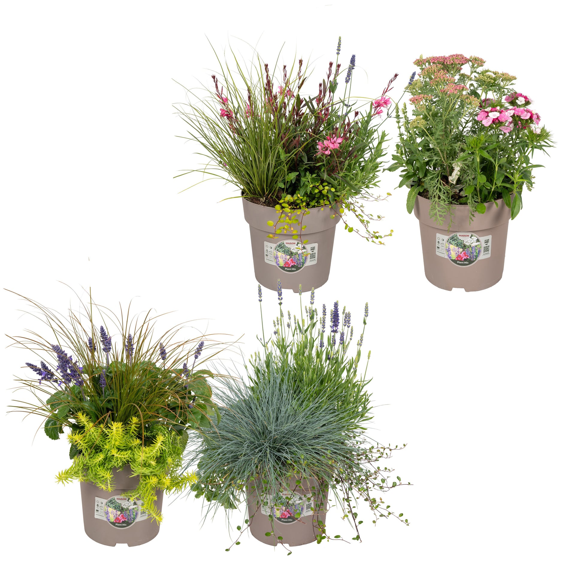 Vaste planten en Perkplanten mix in pot 50cm 23cm Pot