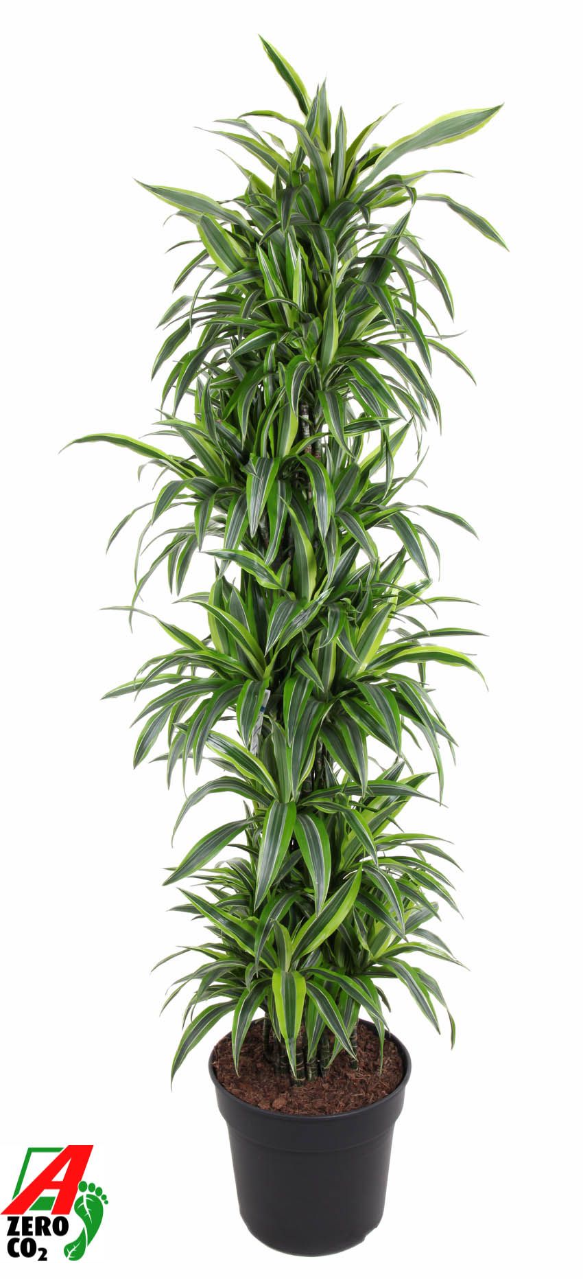 Dracaena fragrans Lemon Lime 200cm 40cm Pot