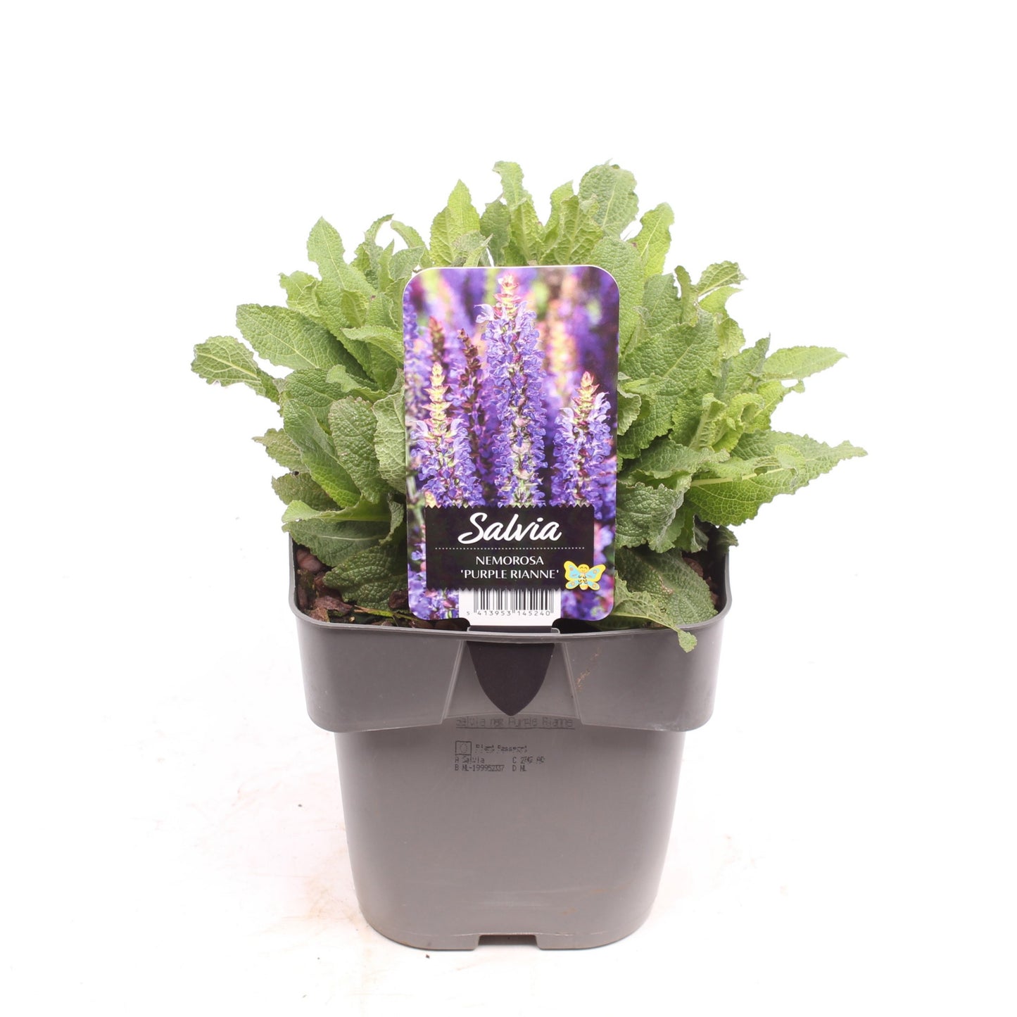 Salvia nemorosa 50cm 17cm Pot
