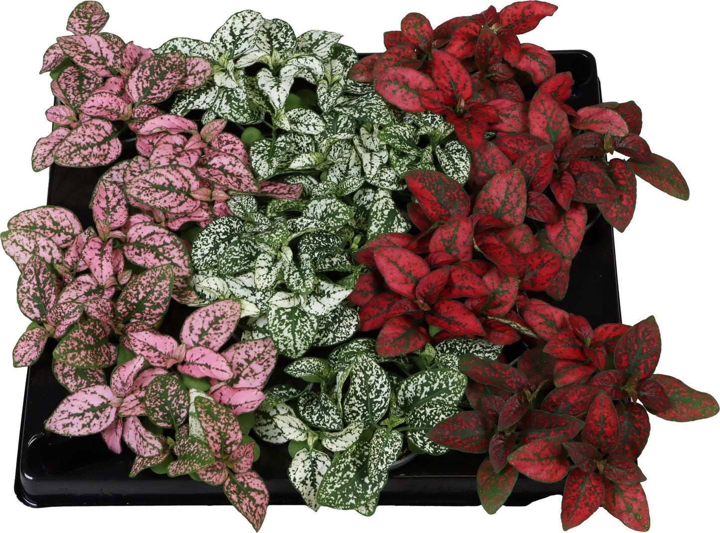 Hypoestes mix 12cm 6cm Pot