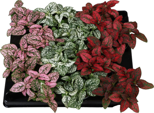 Hypoestes mix 12cm 6cm Pot
