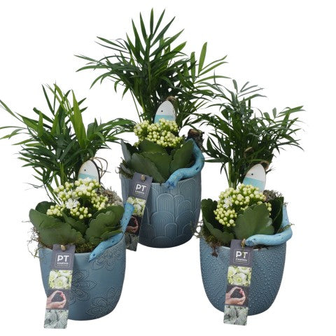 PTSUT8943 Arrangementen kamerplanten 32cm 12cm Pot