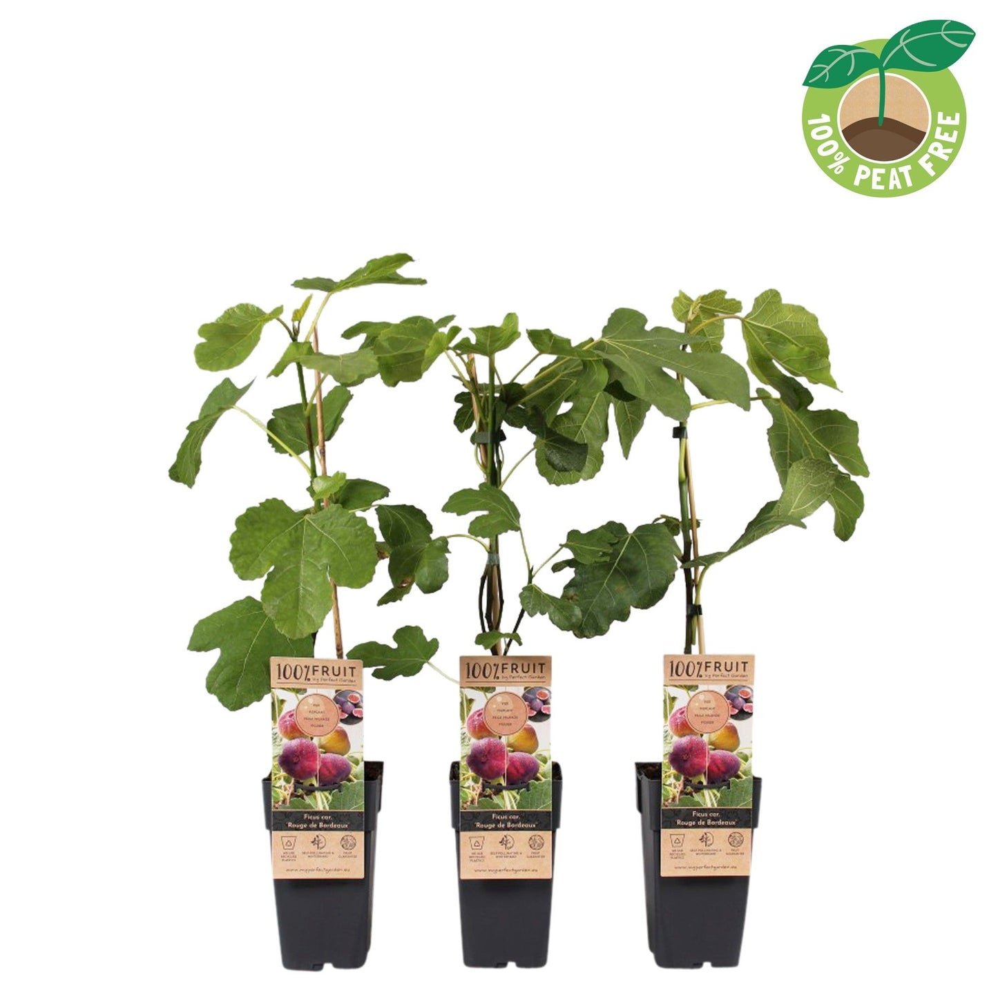 Ficus carica ("Fig") 50cm 15cm Pot