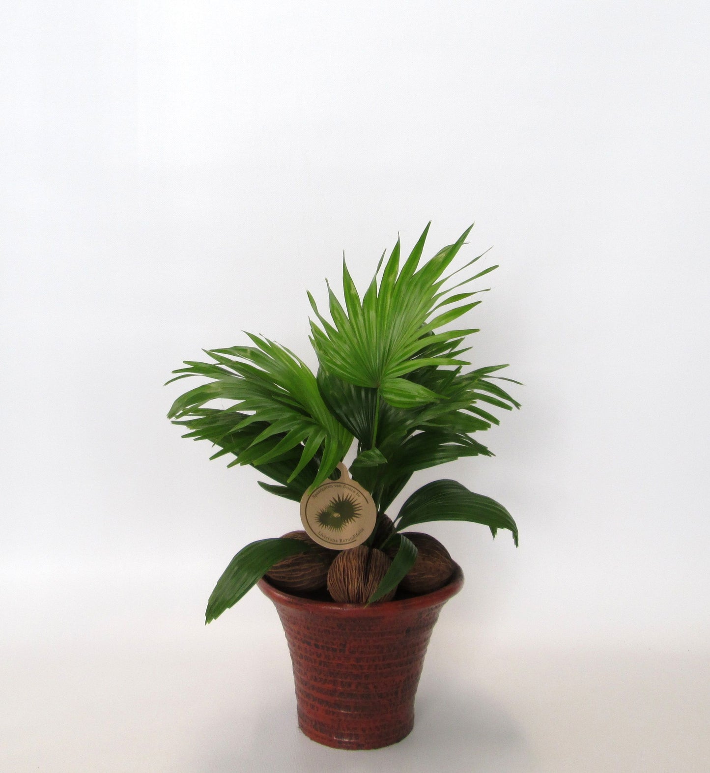 Livistona rotundifolia 50cm 19cm Pot
