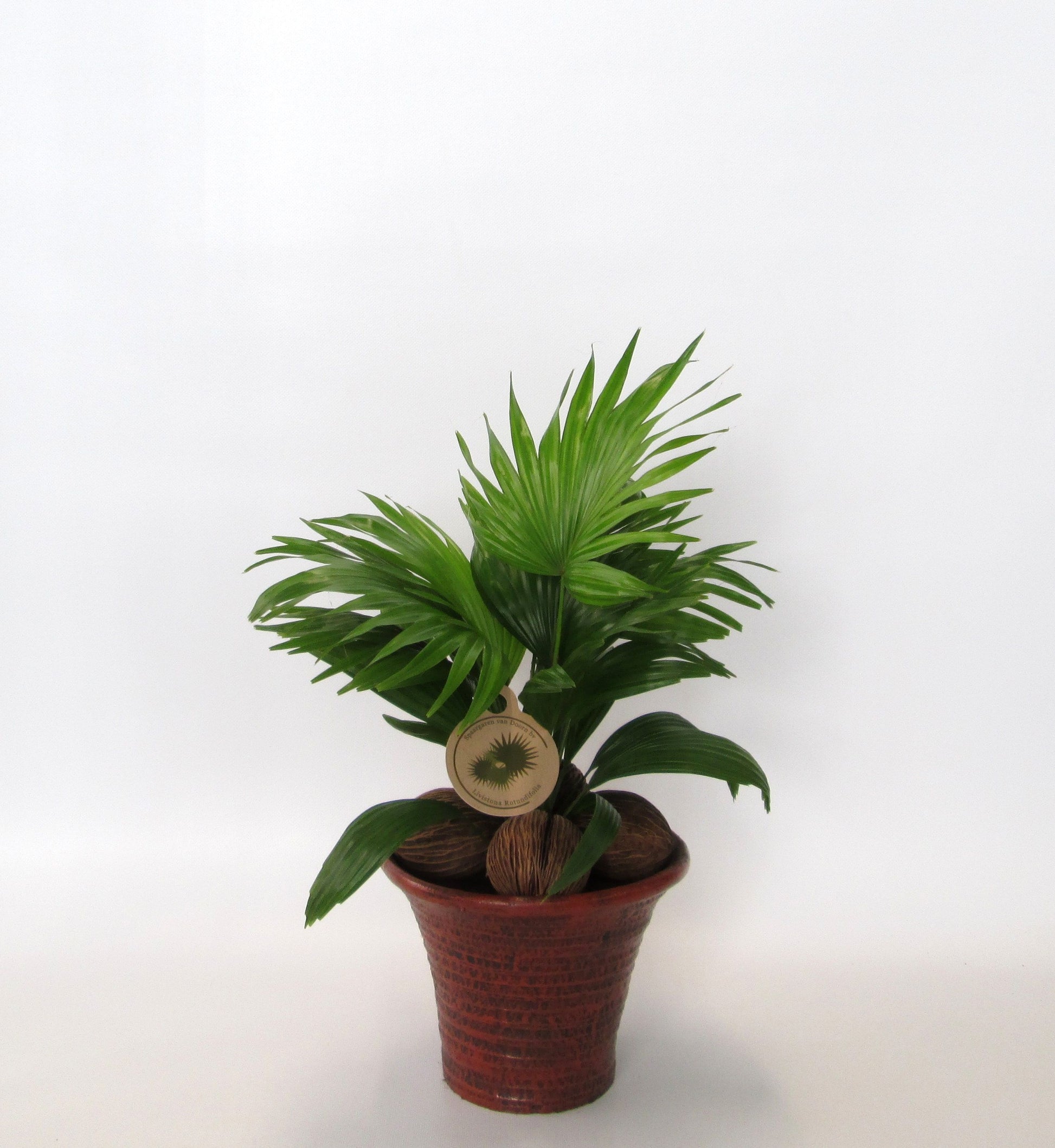 Livistona rotundifolia 50cm 19cm Pot