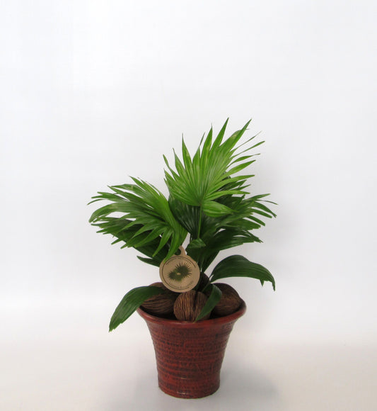Livistona rotundifolia 50cm 19cm Pot