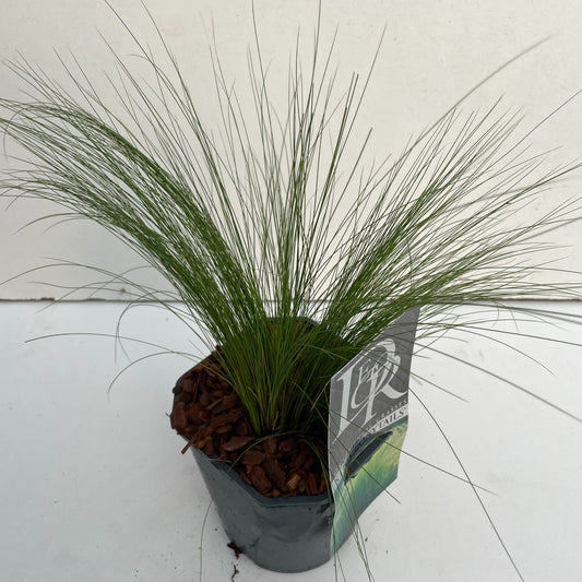Stipa Ponytails 25cm 17cm Pot