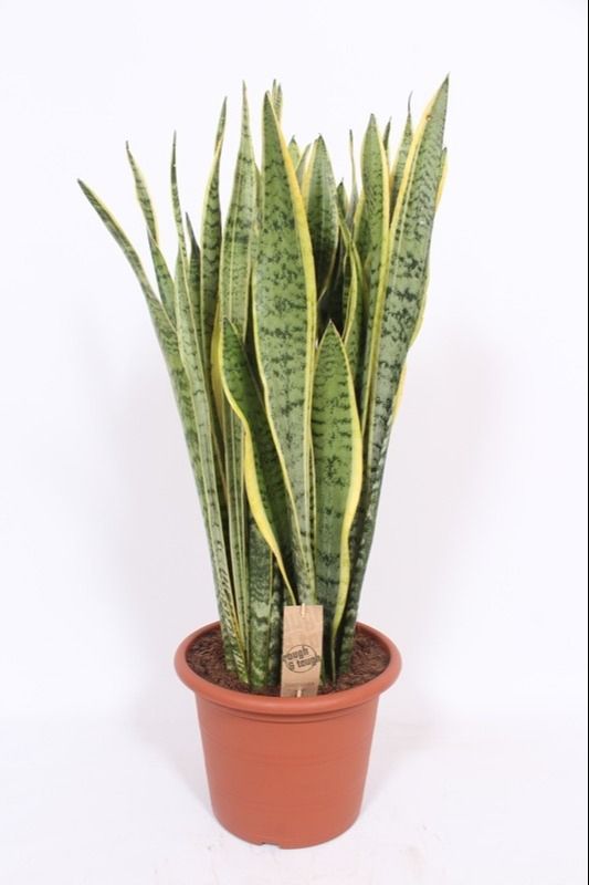 Sansevieria Laurentii 95cm 30cm Pot