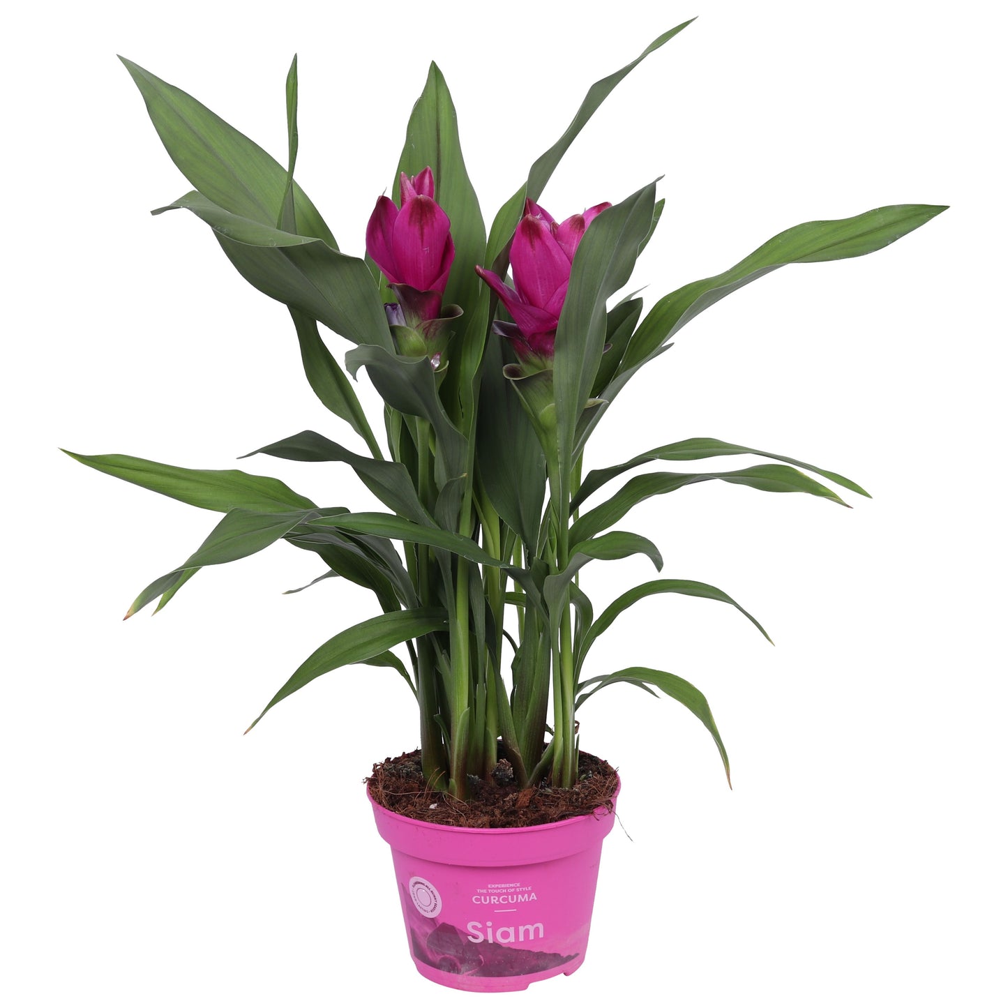 Curcuma Siam Sublime 50cm 12cm Pot