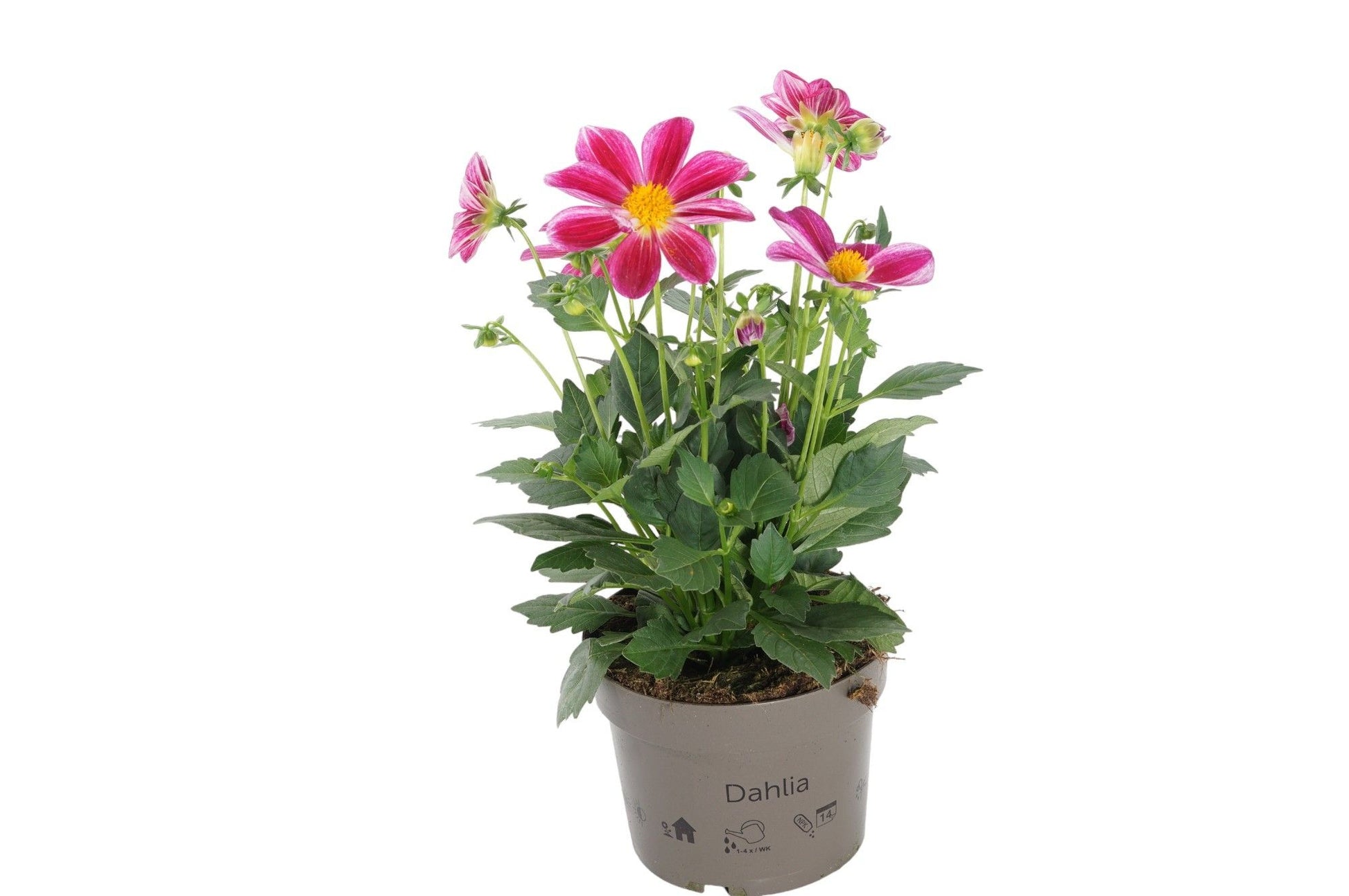 Dahlia Gardenetta Pearl 35cm 17cm Pot