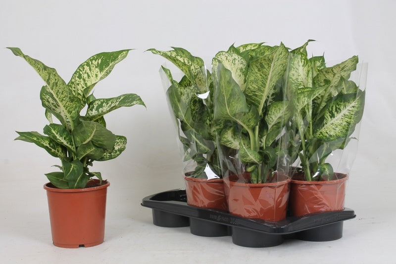 Dieffenbachia Mars 50cm 17cm Pot