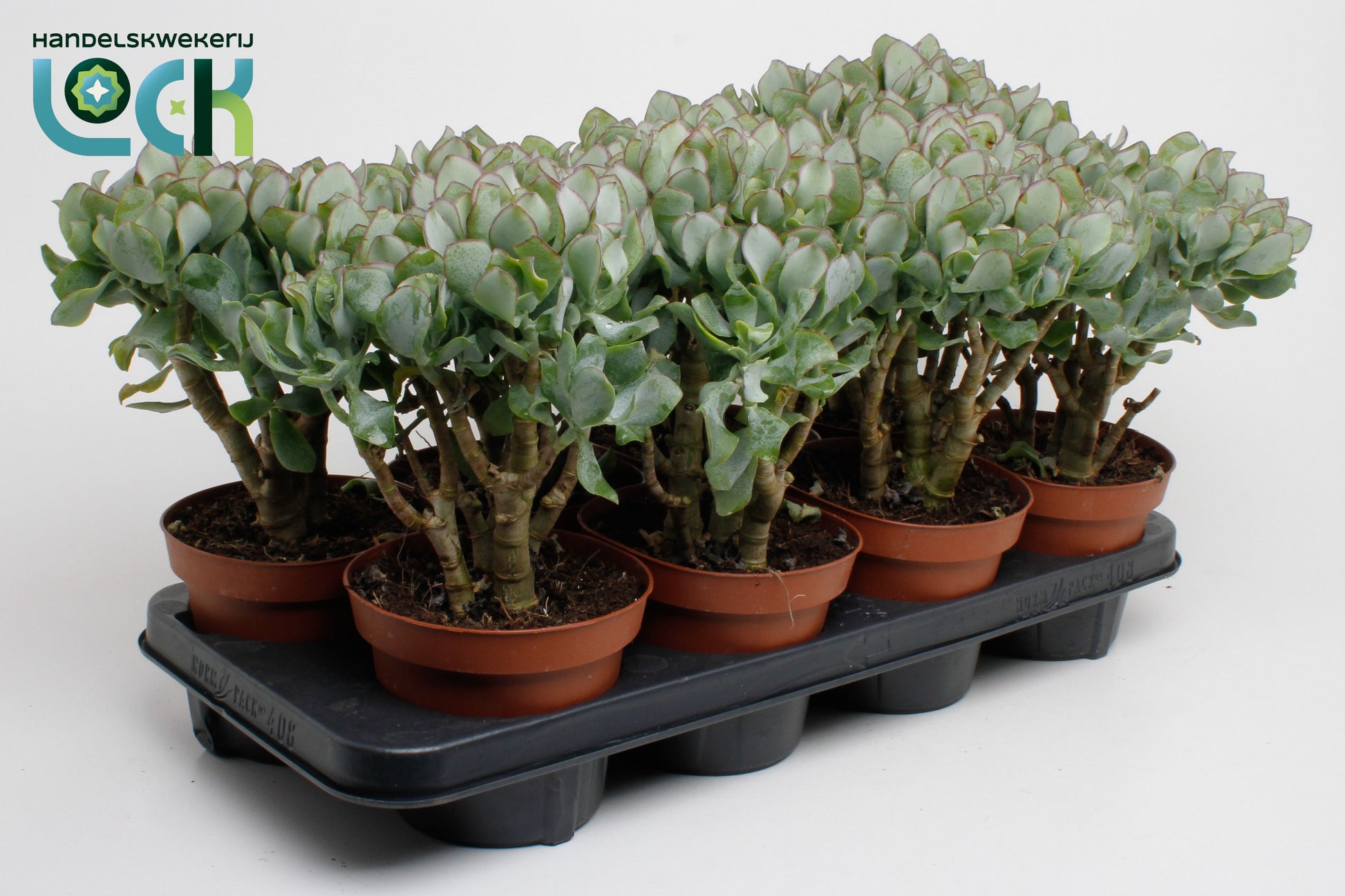 Crassula undilatifolia 20cm 14cm Pot