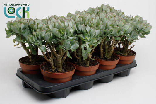 Crassula undilatifolia 20cm 14cm Pot