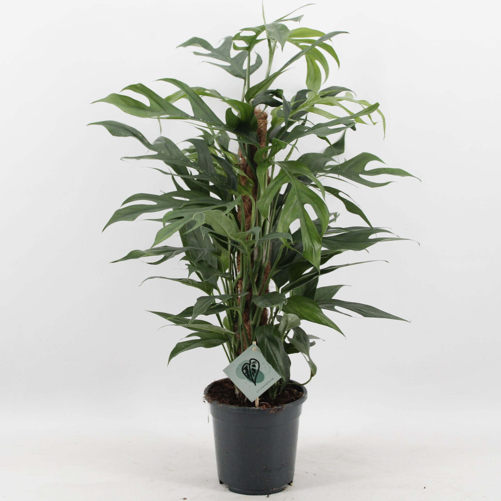Epipremnum pinnatum Baltic blue 60cm 17cm Pot