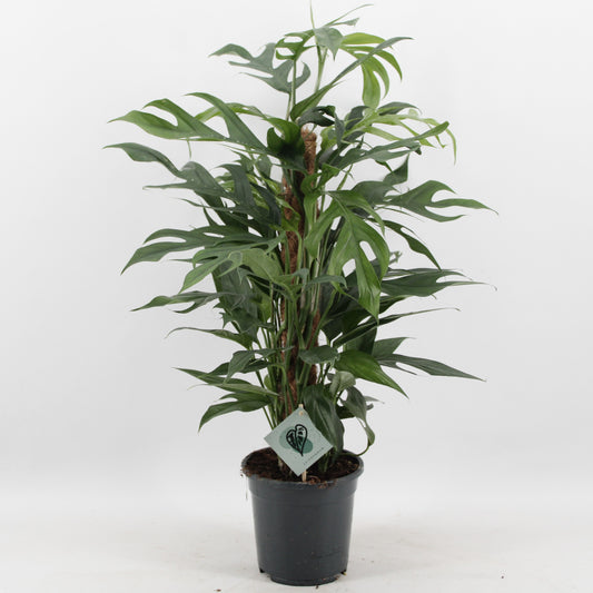 Epipremnum pinnatum Baltic blue 60cm 17cm Pot
