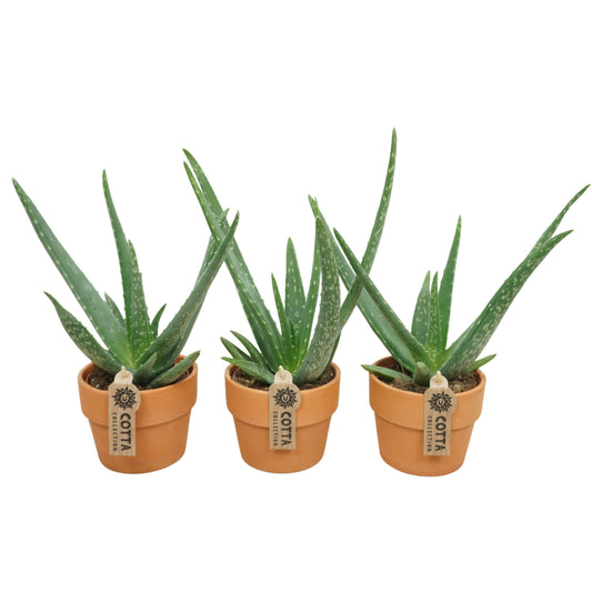 Aloe vera (+ drp.Terracotta) 30cm 510cm Pot
