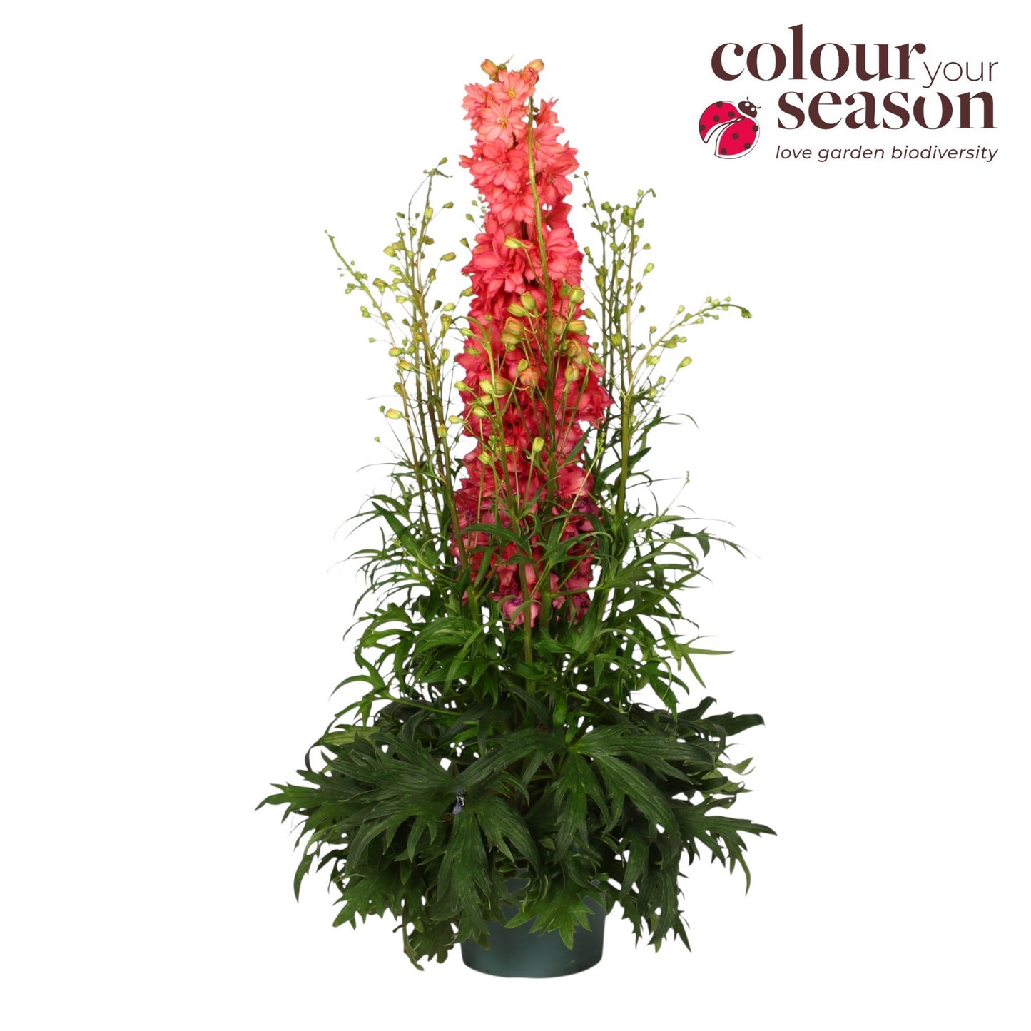 Delphinium 'Red Lark' 85cm 19cm Pot