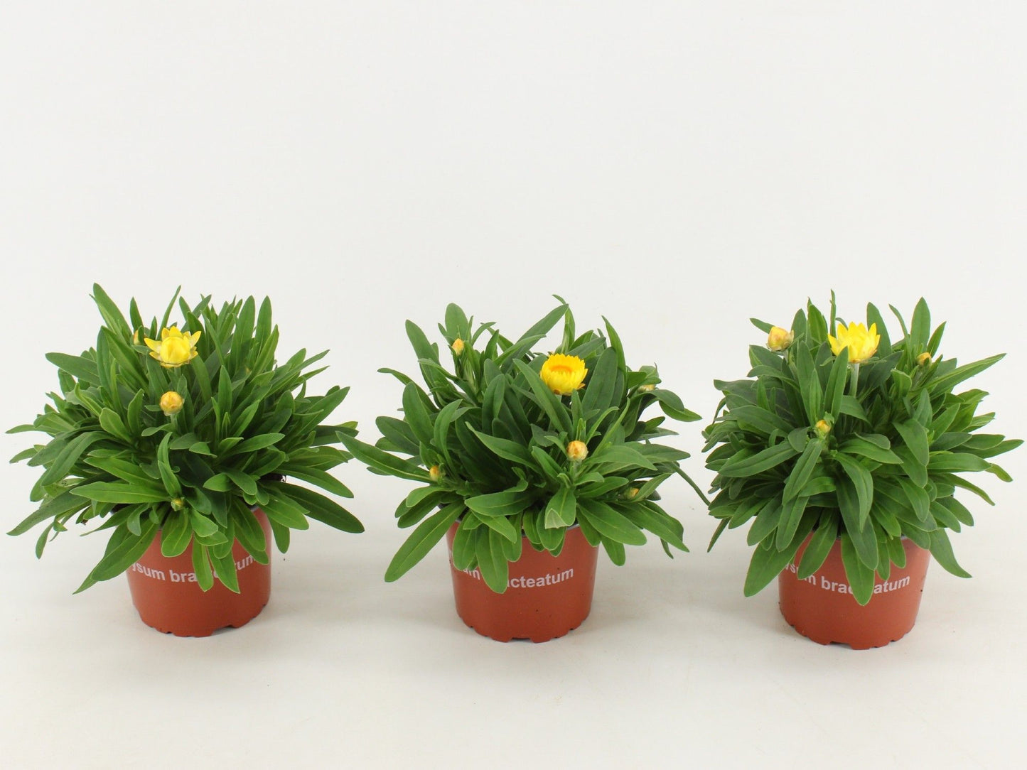 Xerochrysum Dreamtime Jumbo Yellow 25cm 12cm Pot