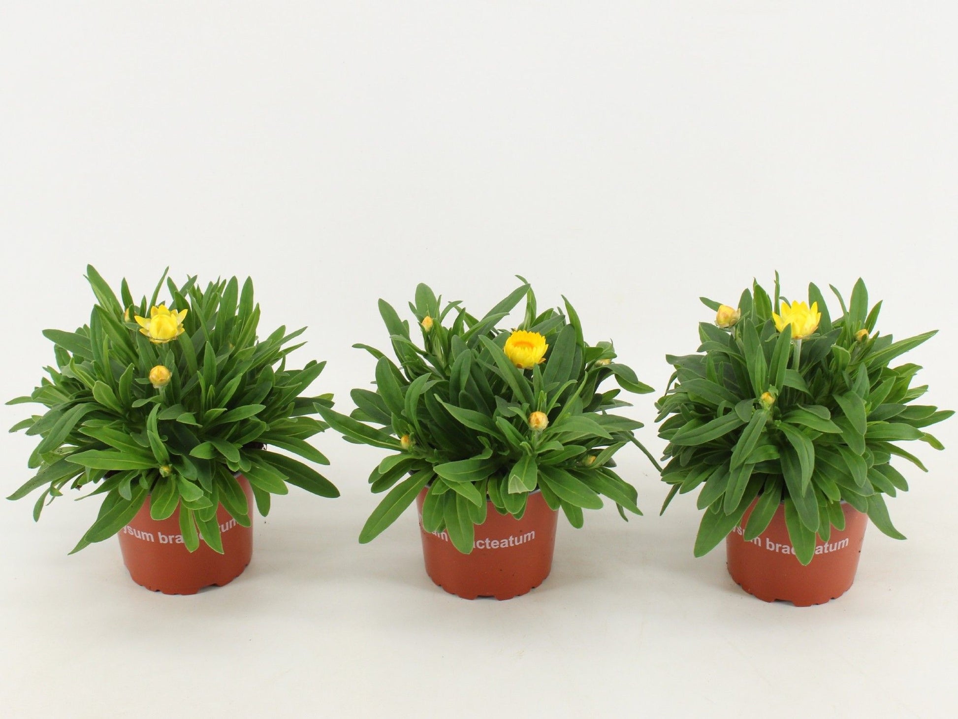 Xerochrysum Dreamtime Jumbo Yellow 25cm 12cm Pot