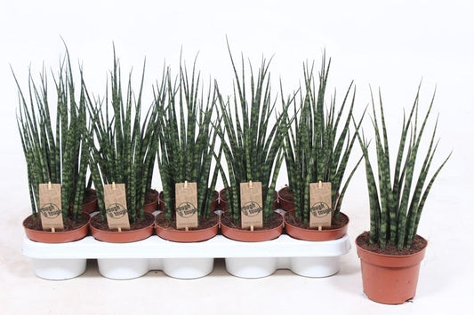 Sansevieria Fernwood Mikado 40cm 12cm Pot