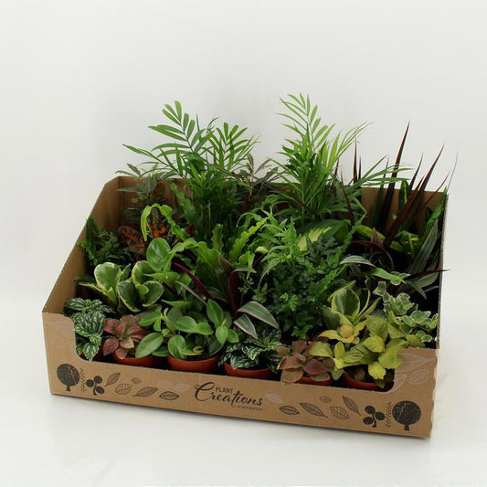 Foliage houseplants mix 35cm 9cm Pot