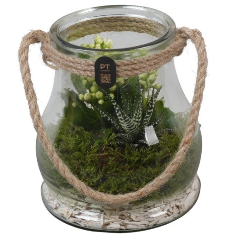 PTIG2696 Arrangementen kamerplanten 19cm 16cm Pot